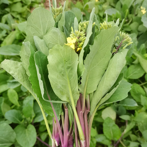 Red-Stemmed Chinese Kale Seeds - Fast-Growing, Multiple Harvests, Restaurant Favorite