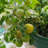 'Jinmeixiuzhu' Cherry Tomato Seeds - Dwarf Variety, Round Yellow Fruit, Compact & High Yielding