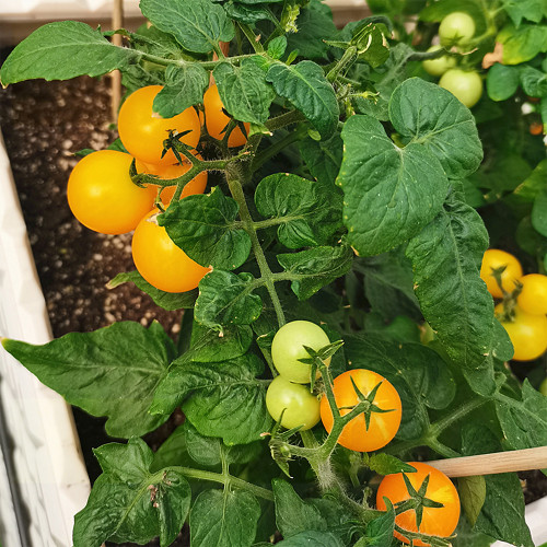 'Jinmeixiuzhu' Cherry Tomato Seeds - Dwarf Variety, Round Yellow Fruit, Compact & High Yielding