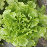 'Lvmei' Italian Lettuce Seeds - Crinkled Leaf, Crisp Flavor, Cold Tolerant & Broad Adaptability