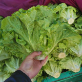 'Lvmei' Italian Lettuce Seeds - Crinkled Leaf, Crisp Flavor, Cold Tolerant & Broad Adaptability