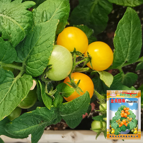 'Jinmeixiuzhu' Cherry Tomato Seeds - Dwarf Variety, Round Yellow Fruit, Compact & High Yielding