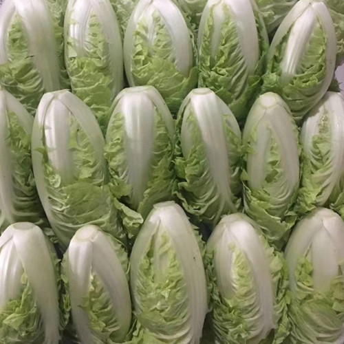 Golden Summer Crown Cabbage Seeds - Heat-Tolerant Hybrid, Fast-Growing and High-Yielding