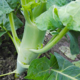 'Jiemei' Big-Stem Chinese Kale Seeds - High-Yield, Thick Fleshy Stem Variety, Cold Tolerant & Disease Resistant