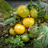 'Jinmeixiuzhu' Cherry Tomato Seeds - Dwarf Variety, Round Yellow Fruit, Compact & High Yielding