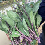 Red-Stemmed Chinese Kale Seeds - Fast-Growing, Multiple Harvests, Restaurant Favorite