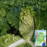 Golden Summer Crown Cabbage Seeds - Heat-Tolerant Hybrid, Fast-Growing and High-Yielding