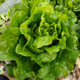 'Lvmei' Italian Lettuce Seeds - Crinkled Leaf, Crisp Flavor, Cold Tolerant & Broad Adaptability