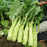 'Jiemei' Big-Stem Chinese Kale Seeds - High-Yield, Thick Fleshy Stem Variety, Cold Tolerant & Disease Resistant