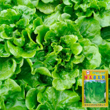 'Lvmei' Italian Lettuce Seeds - Crinkled Leaf, Crisp Flavor, Cold Tolerant & Broad Adaptability