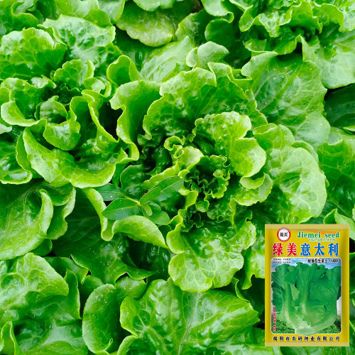 'Lvmei' Italian Lettuce Seeds - Crinkled Leaf, Crisp Flavor, Cold Tolerant & Broad Adaptability