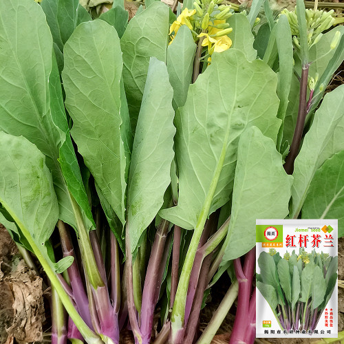 Red-Stemmed Chinese Kale Seeds - Fast-Growing, Multiple Harvests, Restaurant Favorite