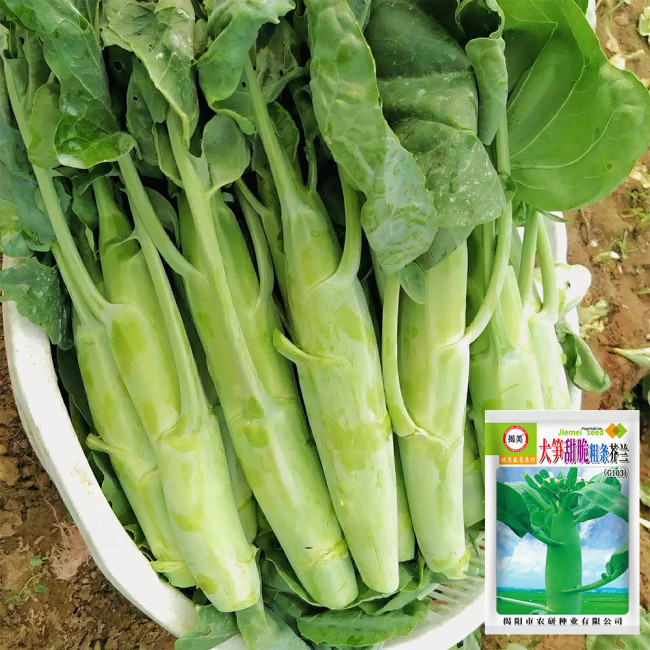 'Jiemei' Big-Stem Chinese Kale Seeds - High-Yield, Thick Fleshy Stem Variety, Cold Tolerant & Disease Resistant