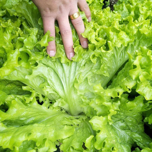 Glass Lettuce Seeds - Tender & Crisp Leaves, Fast 40-Day Harvest, High Yield