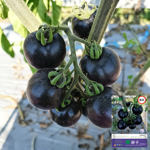 Black Jiaozi Tomato Seeds - High-Yield Organic Variety, Rich in Anthocyanins, Easy to Grow