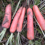 'Fengmei Xiaohongshen' Carrot Seeds | Vigorous Growth, Excellent Storability & Marketability