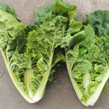 Early Royal Beijing Cabbage Seeds - Fast-Growing & Disease-Resistant, Ideal for Garden & Farm
