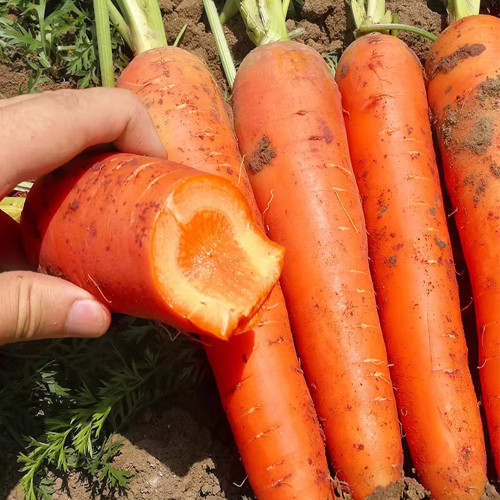 'Fengmei Xiaohongshen' Carrot Seeds | Vigorous Growth, Excellent Storability & Marketability