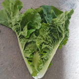 Early Royal Beijing Cabbage Seeds - Fast-Growing & Disease-Resistant, Ideal for Garden & Farm
