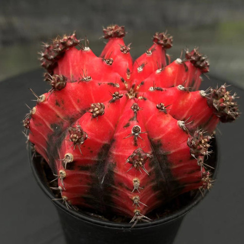'Oil-Painted Peony' Red Live Cactus – Decorative Flowering Succulent for Balcony, Garden & Patio