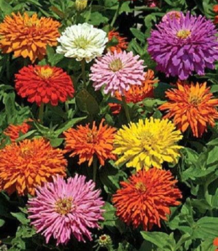 Cactus Flowered Zinnia Burpeeana Giant Mix Seeds Non-Hybrid, Open-Pollinated, Suited for Canadian Climate