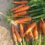 'Fengmei Xiaohongshen' Carrot Seeds | Vigorous Growth, Excellent Storability & Marketability