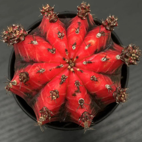 'Oil-Painted Peony' Red Live Cactus – Decorative Flowering Succulent for Balcony, Garden & Patio