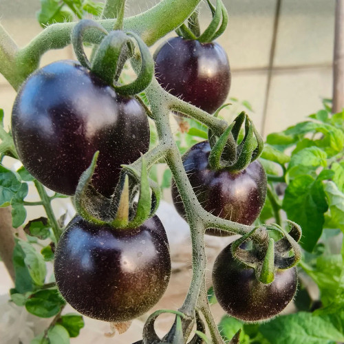 Black Jiaozi Tomato Seeds - High-Yield Organic Variety, Rich in Anthocyanins, Easy to Grow