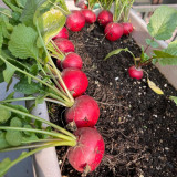 Meiying Cherry Radish Seeds - High-Yield, Premium Variety, Fast-Growing and Easy to Cultivate