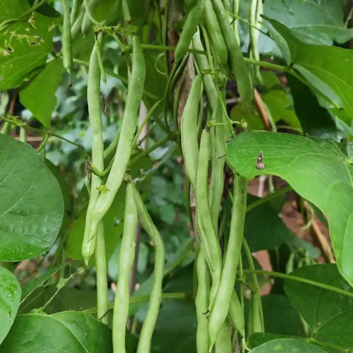 'Shuangqing No.35' Snap Bean Seeds - Early Maturing, High Yield, Low Fiber, Continuous Harvest Variety