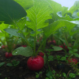 Meiying Cherry Radish Seeds - High-Yield, Premium Variety, Fast-Growing and Easy to Cultivate