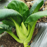 'Meijiaqi' Suzhou Dwarf Pak Choi Seeds - Fast-Growing, Upright Compact, Stress Tolerant, Tender Greens, High Yield