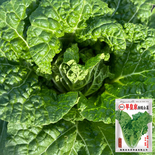 Early Royal Beijing Cabbage Seeds - Fast-Growing & Disease-Resistant, Ideal for Garden & Farm