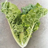 Early Royal Beijing Cabbage Seeds - Fast-Growing & Disease-Resistant, Ideal for Garden & Farm