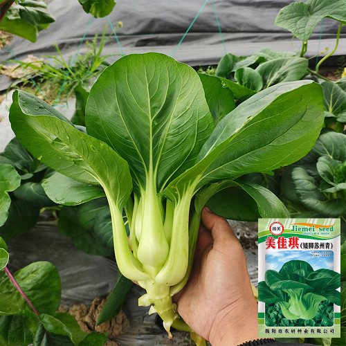 'Meijiaqi' Suzhou Dwarf Pak Choi Seeds - Fast-Growing, Upright Compact, Stress Tolerant, Tender Greens, High Yield