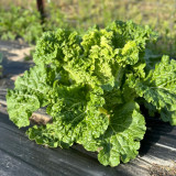 Early Royal Beijing Cabbage Seeds - Fast-Growing & Disease-Resistant, Ideal for Garden & Farm