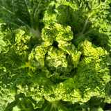Early Royal Beijing Cabbage Seeds - Fast-Growing & Disease-Resistant, Ideal for Garden & Farm