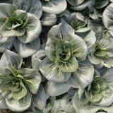 'Meijiaqi' Suzhou Dwarf Pak Choi Seeds - Fast-Growing, Upright Compact, Stress Tolerant, Tender Greens, High Yield