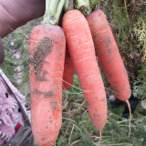 'Fengmei Xiaohongshen' Carrot Seeds | Vigorous Growth, Excellent Storability & Marketability