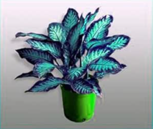Colorful Aglaonema Seed 'Pink Dud' Beautiful Outdoor Mosaic (Color: 22)