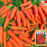 'Fengmei Xiaohongshen' Carrot Seeds | Vigorous Growth, Excellent Storability & Marketability