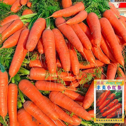 'Fengmei Xiaohongshen' Carrot Seeds | Vigorous Growth, Excellent Storability & Marketability
