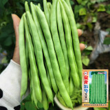 'Shuangqing No.35' Snap Bean Seeds - Early Maturing, High Yield, Low Fiber, Continuous Harvest Variety