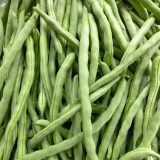 'Shuangqing No.35' Snap Bean Seeds - Early Maturing, High Yield, Low Fiber, Continuous Harvest Variety