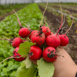 Meiying Cherry Radish Seeds - High-Yield, Premium Variety, Fast-Growing and Easy to Cultivate