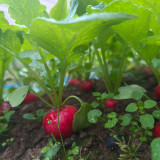 Meiying Cherry Radish Seeds - High-Yield, Premium Variety, Fast-Growing and Easy to Cultivate