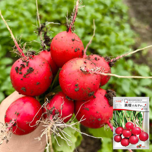 Meiying Cherry Radish Seeds - High-Yield, Premium Variety, Fast-Growing and Easy to Cultivate