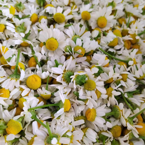 Oxeye Daisy Seeds (Leucanthemum vulgare) – Classic White Daisy Flower, Hardy Perennial Wildflower for Garden, Meadow & Borders