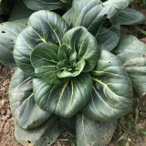'Meijiaqi' Suzhou Dwarf Pak Choi Seeds - Fast-Growing, Upright Compact, Stress Tolerant, Tender Greens, High Yield