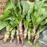 'Jiemei' Red Celtuce Seeds - High Yield, Strong Resistance, Purplish Red Leaves & Crisp Stalk